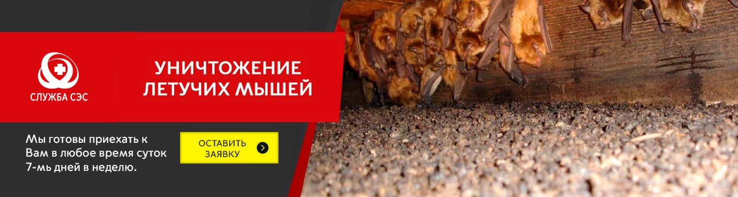 Уничтожение летучих мышей в Малаховке